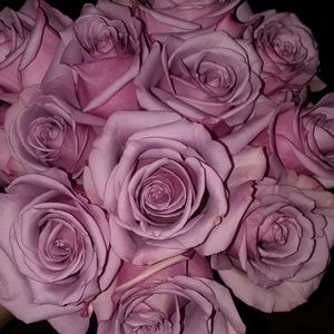 Meet your Posher, Daisy